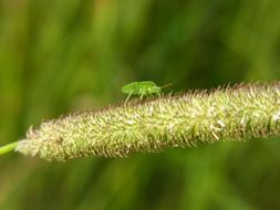 bug leaf on a blade of grass close up