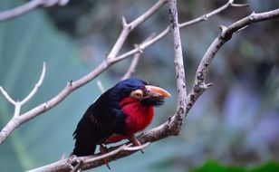 exotic bearded barbet bird