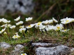 white alpine buttercup on a rocky mountain on a blurred background