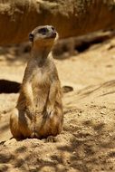 Gopher on the sand in Safari