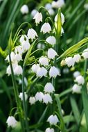 beautiful white bloom