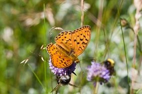 high brown fritillary on purple thistle