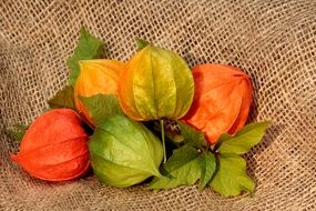 physalis as a bright plant