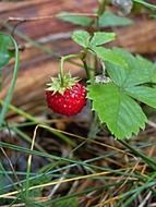 Macro photo of the strawberry in the forest