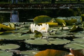 white water lily among the huge leaves on the water