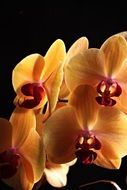 photo of orange orchids on a black background