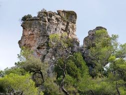 green pine trees on the background of an unusual mountain