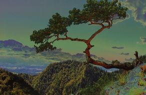 Picture of tree mountain