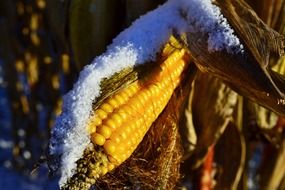 sun light yellow corn