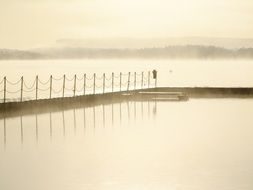 photo of a tree pier in the fog