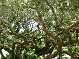 tree with twisty branches