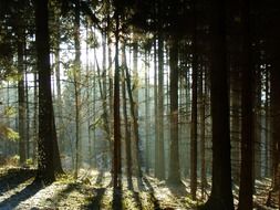 Shadows of the trees in the forest