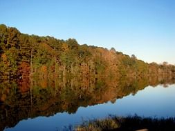 trees reflection in the lake water