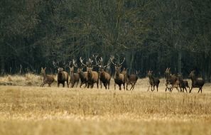 running deer near the forest