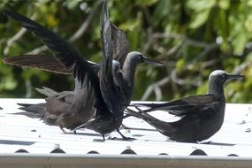 black petrels in the wild