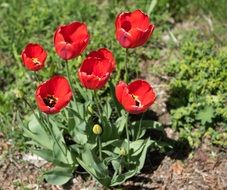beautiful red tulips grows in the garden