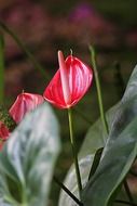 flower calla lilly blossom floral plant wildflower