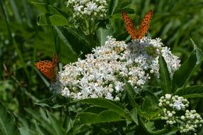 two butterflies on a white flower