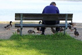 Man is feeding ducks on the bench on the grass near the beautiful the lake