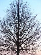 Leafless branches on a tree