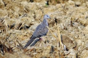 spotted dove in the wild