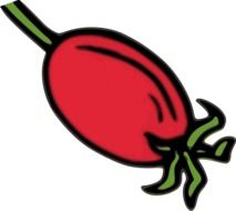 drawing of a rose hip