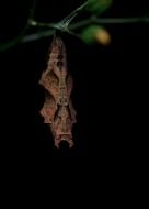 cocoon of butterfly on a branch