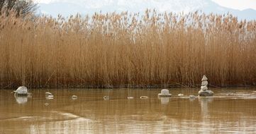 reed by the lake