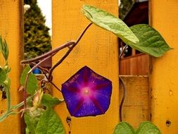 Purple flower near the yellow fence