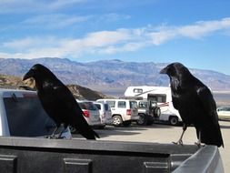 Black ravens sitting on the car