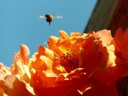 bee over rose blossom on a blurred background