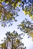 forest trees against a clear sky