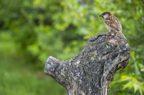 Beautiful and colorful sparrow on wooden log among the plants