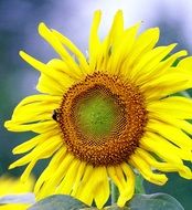 sunflower against blue sky with clouds on a blurred background