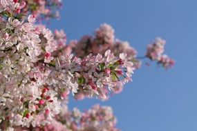 cherry blossom against a blue sky on a clear day close-up