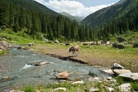 mountain cows in austria on a sunny day