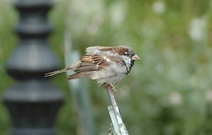 brown sparrow on the fence