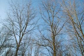 bare lily on a background of bright sky