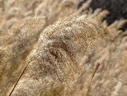 dry seed heads of cane close up