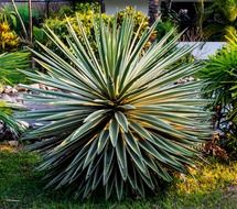 agave as a spherical green plant