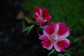 lilac pink flowers on a blurred background