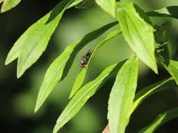 fly is sitting on a green leaf