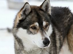 husky dog face close up