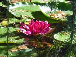 pink water lily among the huge leaves in light and shadow