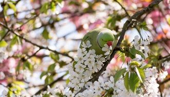 green parrot on a flowering tree