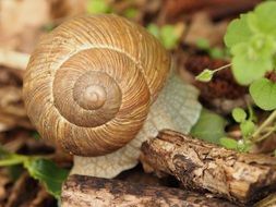 brown snail in forest