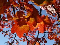 maple branches with red leaves at sky
