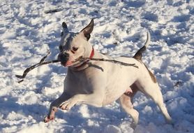 white boxer with a stick in the snow