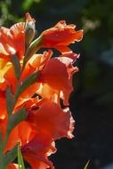 orange gladiolus flower