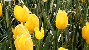 yellow tulips with green leaves